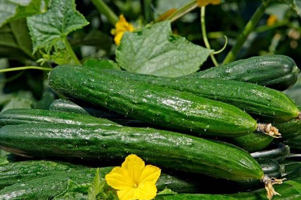 蔬菜|比“泻药”还刮油的蔬菜，不仅瘦腰还淡斑，夏天减肥要多吃！