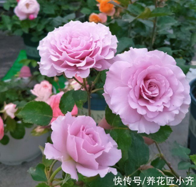 浇水|不要认为月季皮实，其实它有“四怕”，稍微不注意就会黄叶死掉
