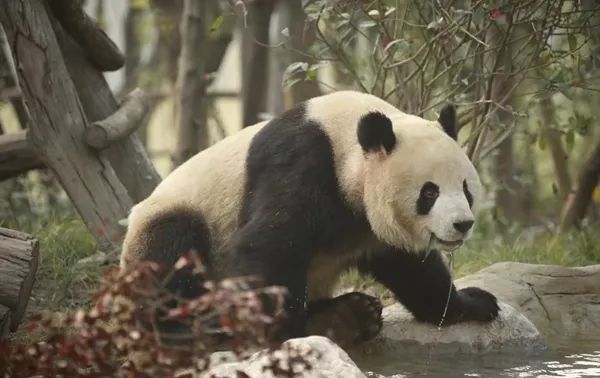 科普|成都熊猫基地扩建区开门迎客！一起去撸“滚滚”