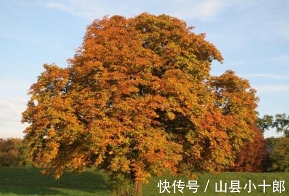 娑罗子|路边捡到的“板栗”不要随便吃