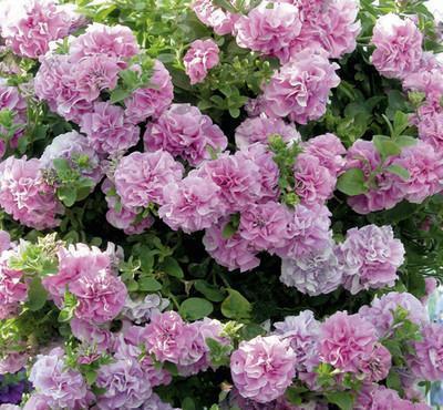 养护|家里养了4种花，夏天也别忘了施肥，不然花香淡开花少