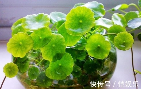 花花|铜钱草黄叶先别扔，取出来重新栽，没有土照样生根窜芽！