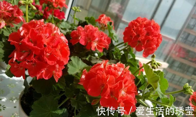 花友|适合家里养的4种花,全年开花不长虫