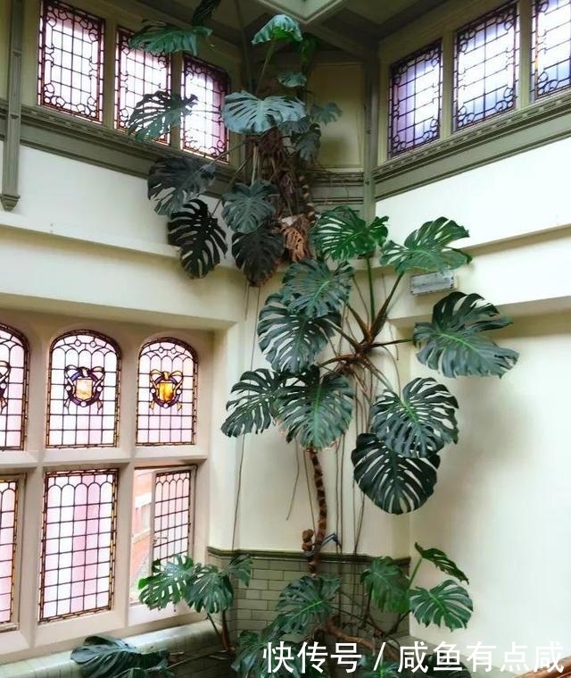 看看花友养了10多年的“龟背竹”,这是要上天?