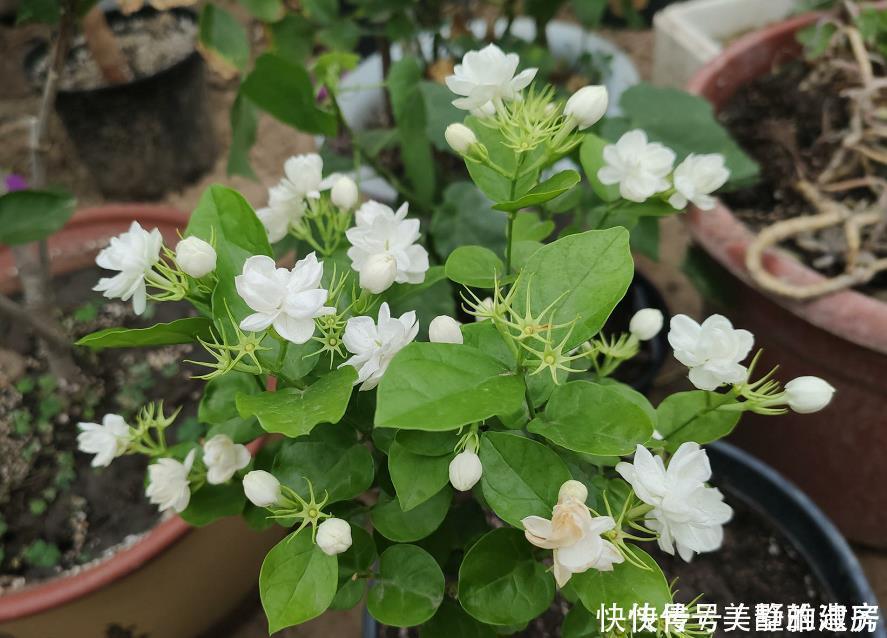 家中常见的6种花是“醋罐子”,多浇点酸水,叶子才能绿得发亮