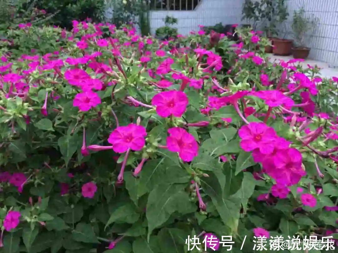 荆芥|7种花最干净,门口、窗台放一盆,蚊虫不敢靠近!