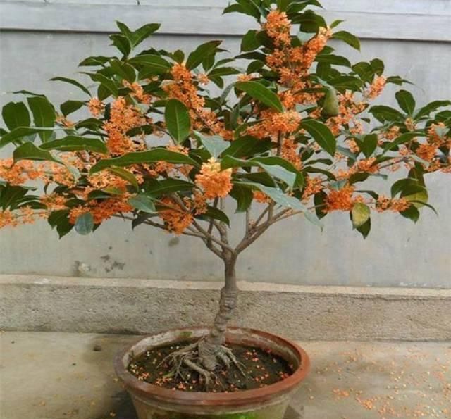 家里有小院的一定要种棵桂花,它的5种奇效,会让你意想不到