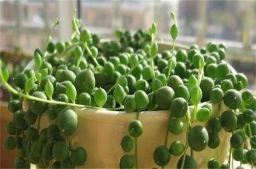 养花试试这几款,花朵成簇开放,热闹而喜庆