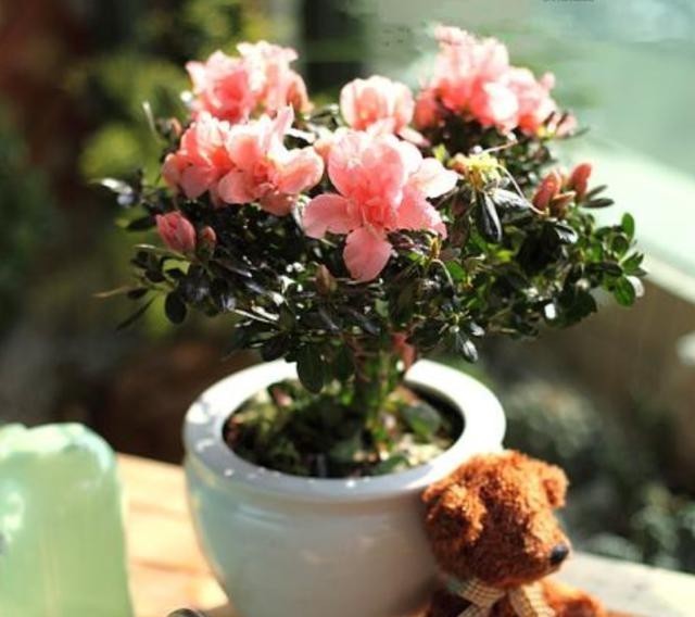 分享|小齐养花总结出的“6大点”,今天分享出来,学会什么花都能养!