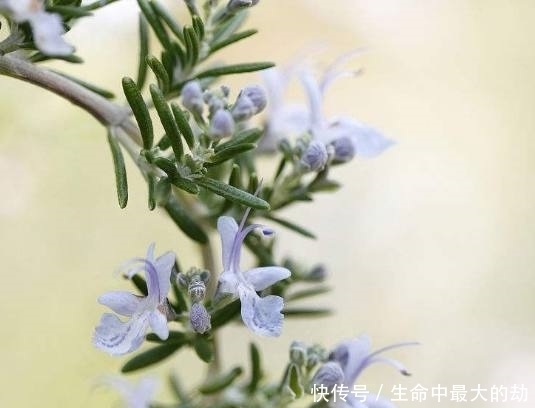 在办公室摆上这三种盆栽,淡淡清香飘满房间,美观还提神醒脑