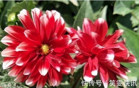 日香桂|喜欢牡丹,不如养盆“珍稀玫瑰”洋葵花,花团锦簇,妩媚高雅