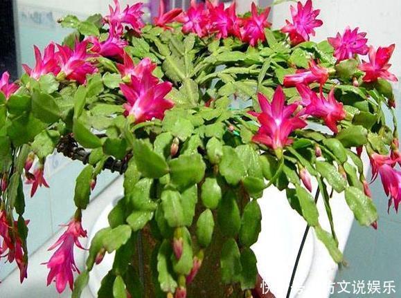 养蟹爪兰不开花往花盆里撒“2种废渣”,花芽长出来,开出花!