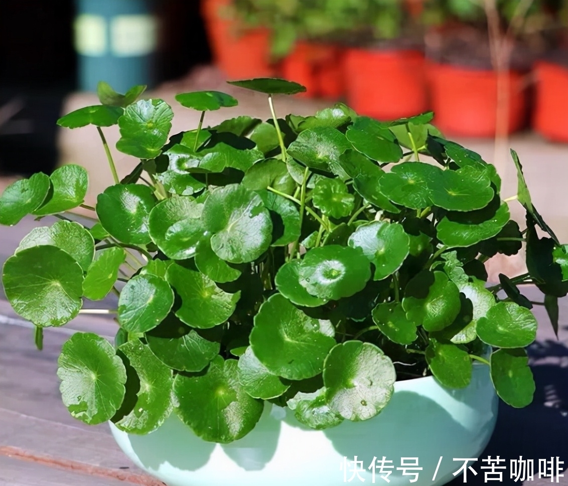 7种花特怕冷,一降温就容易死,再不管只剩盆