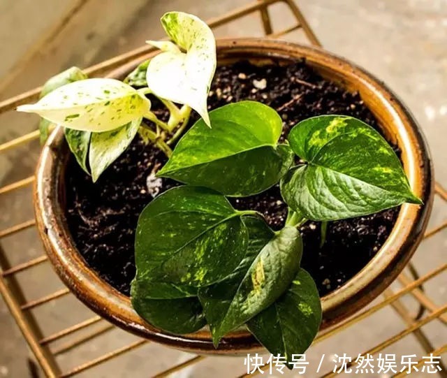 花花|夏天那些水培的花，可以往土里栽了，秋天坐等长爆盆！