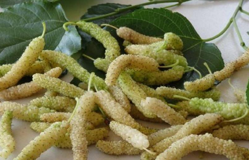 营养价值|树上长着一种像“毛毛虫”的果子,营养价值高,却很少有人认识