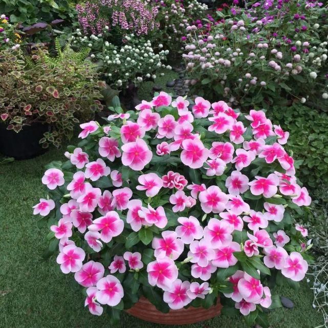 6种花不怕晒，越晒花越多，一开200天不停歇！