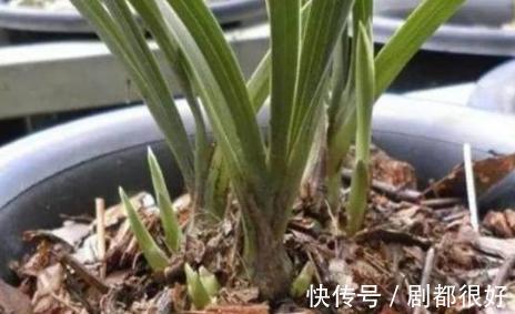 兰科兰|春兰什么时候开花,春兰花期前这样养护能够花开爆满盆