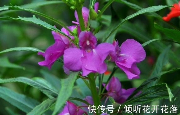 栽种|凤仙花：天然的染色剂，儿时用它染指甲，好看又防蛇，栽种要当心