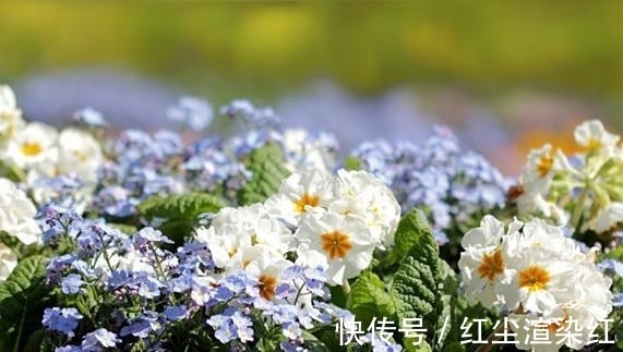 遇见|7月初，真爱至上，桃花运飙升，坠入爱恋，喜结良缘，遇见爱情