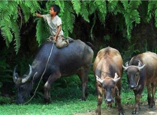  血缘关系|俗语“外甥头，舅家牛；叔嫂房，不同问”，啥意思有道理吗