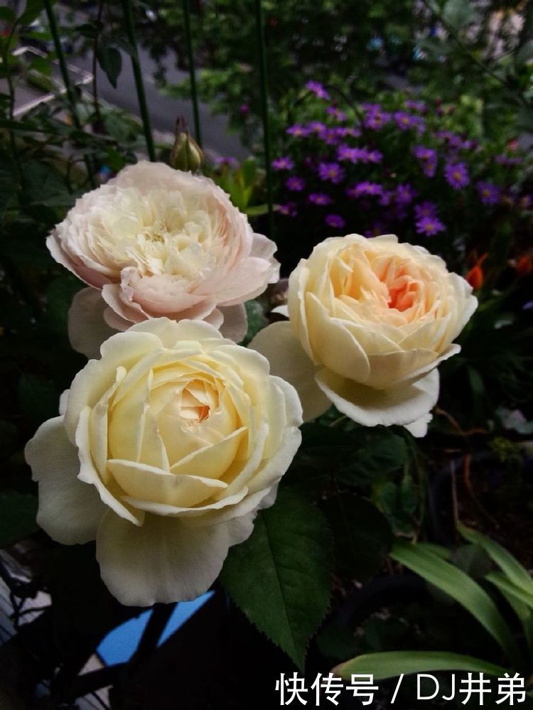 超漂亮的5种花，长势好、花色艳，一个月不浇水越长越旺