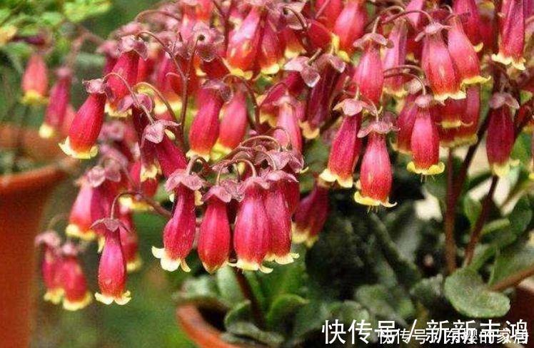 4种花美的出奇，不仅花好看，名字也好听，越养越喜欢