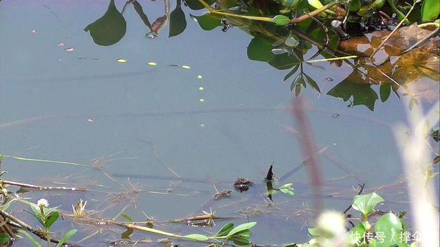 技巧|冬季传统钓更有优势?三个技巧用上真的比台钓渔获更多--皇禾钓具