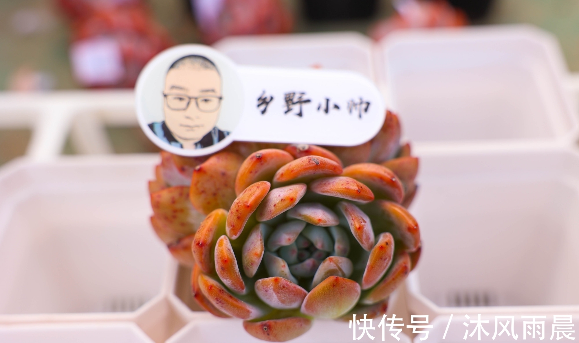 多肉|多肉如果出现这几种情况,可以适当换换盆,秋天会长得更好