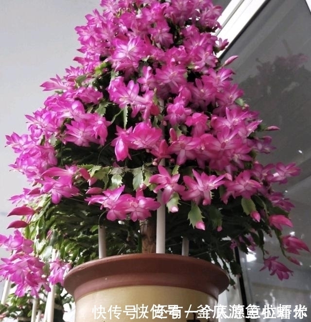 发酵|种激素水,比黄豆水、淘米水强10倍,花卉喝1点,花苞猛爆