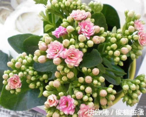 妙招|长寿花漂亮又艳丽,教你3个盆栽长寿花的小妙招,长的越来越旺盛