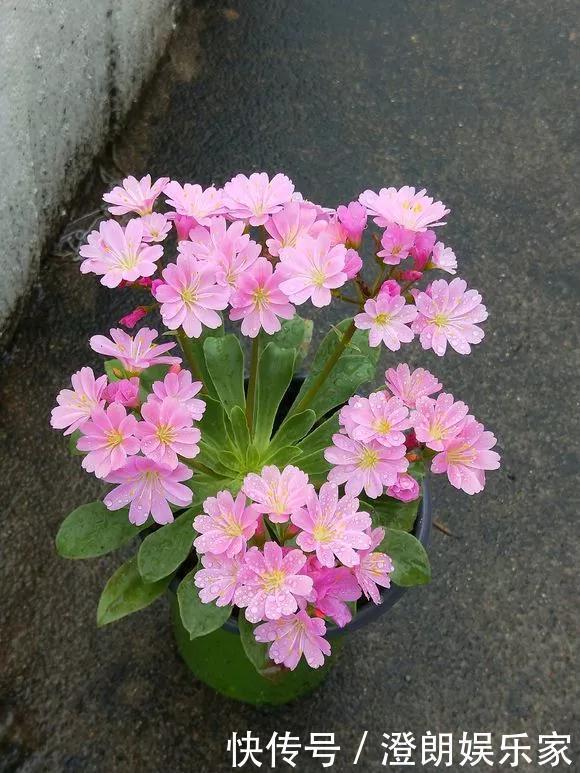 5种花快扦插,生根超快,1周长出大白根,新手也能插得活