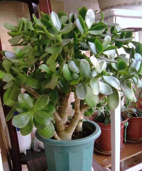 桔子树|现在正是养花、种花的时间,家里面应该种些什么样的花草?