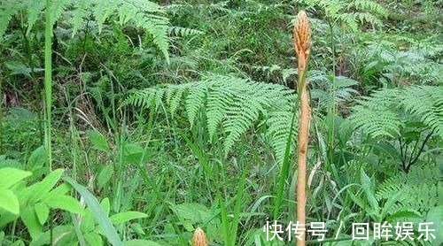 天麻煮鸡蛋|它的叶片极像“鱼鳞”，且无绿叶，可以说其貌不扬，市场却按克卖