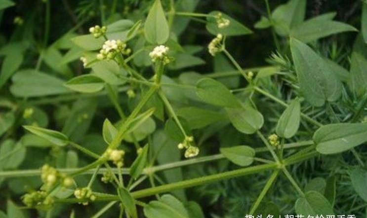 茜草|农村一种叫茜草的野草，农家人常用其根部炖汤喝，营养很丰富