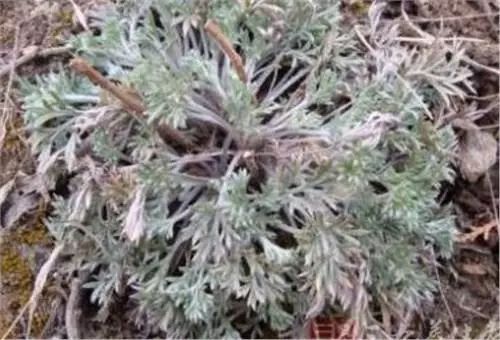 枯草杆菌|101岁奶奶透露农村一种野草，晒干后泡水喝能治百病，超方便！