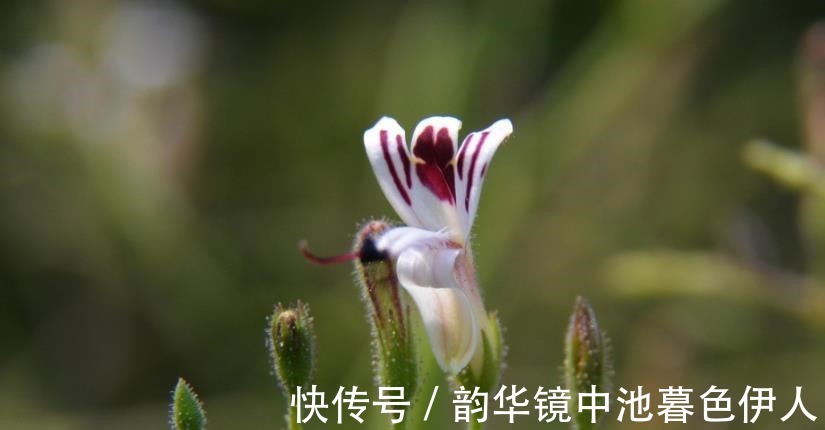 黄芪|“中医”可以抗癌李时珍5种“常用药”不妨了解一下