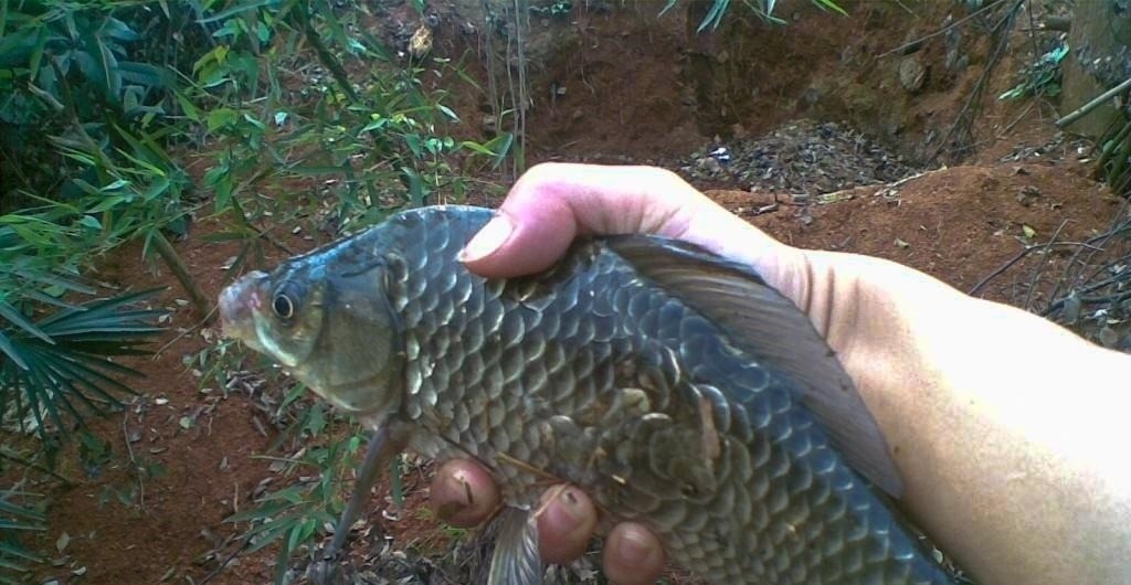 为什么说野钓就要钓钝,这几个原因告诉你,钓钝到底有多实用