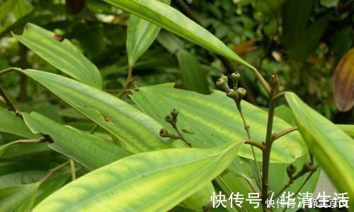 肉桂|这种神奇的树,它的果子没人吃,树皮能补肾一斤300很抢手