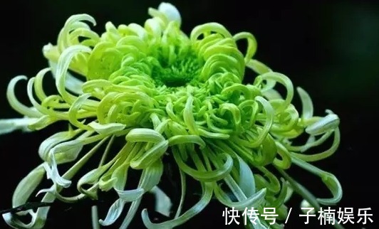 菊花|喜欢菊花，不如养盆“菊中珍品”绿窗纱影，似美人卷发，纱影绰约