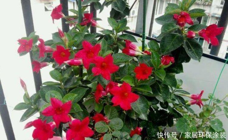 朱槿|3种花养在家里,一整年都有好运气,开花爆盆很漂亮,越养越喜欢