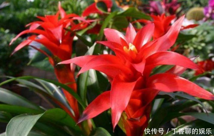 冬天就养此几款花卉,花期200多天,惊艳如花球