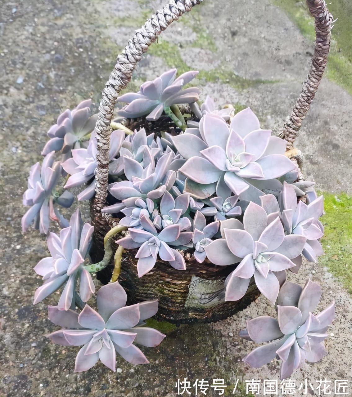 繁殖|2种普通又皮实的多肉,枝叶旺颜色美易繁殖,养好了一样是精品