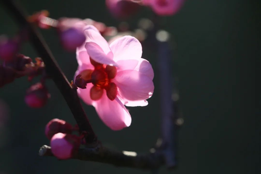 一树粉红，枝枝绽芳华！古猗园赏梅正当时~