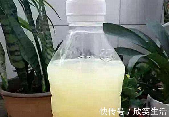 君子兰|盆养君子兰,7天浇一次臭水,保管网格叶油绿、开花多