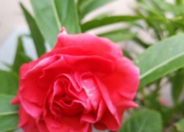 养花就养4种花,家里养一盆,花色鲜艳,适合种在庭院观赏