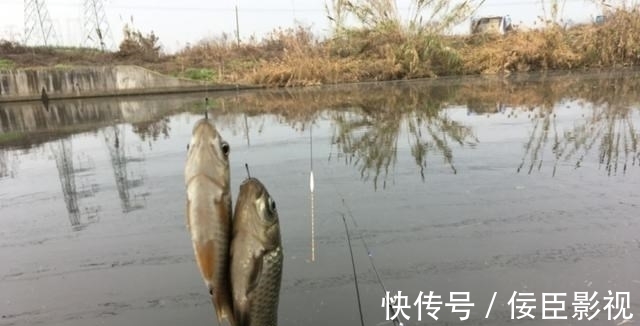 野河钓不到半斤以上的鲫鱼?不是水里没鱼,可能是鱼太多了!