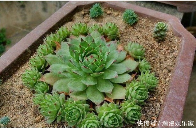 光照|观音莲这样养,群星捧月,有驱邪纳降,吉祥如意之意