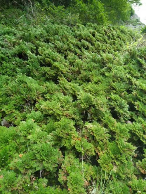 急性阑尾炎|农村到处都是宝，3种野草，农民恨之入骨，可药用，是治病的良方