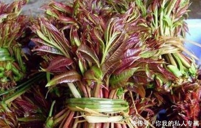 名字|这几种野菜城市人估计连名字都叫不上来,你们有没有吃过