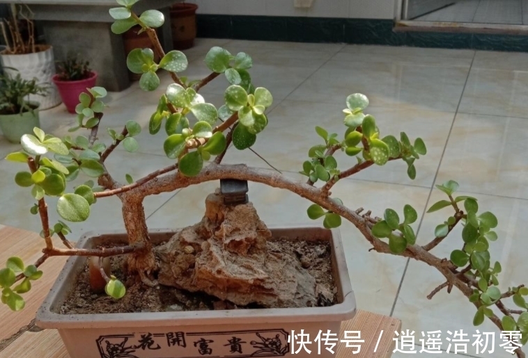 老桩|养金枝玉叶,按“这”方法盆栽,枝叶长得旺,极具观赏价值